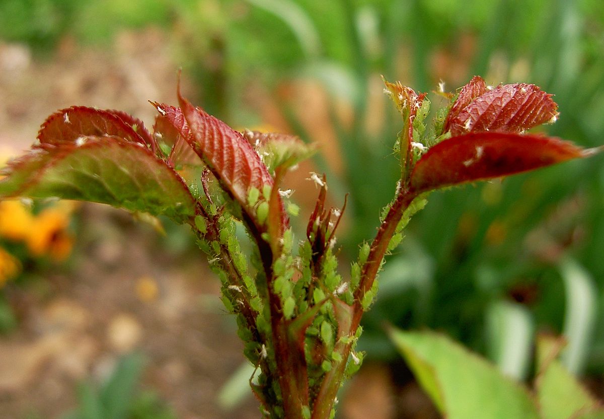 Insectes Du Jardin Frais Puceron Vert Du Rosier — Wikipédia