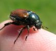 Insectes Du Jardin Génial File Thomas Bresson Phyllopertha Horticola by