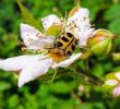 Insectes Du Jardin Inspirant Avis Et Photos De La Piscine De L Parque Vacacional Eden