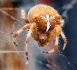 Insectes Du Jardin Inspirant Cross Spider Araa De La Cruz También Llamada Ara±a De