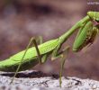 Insectes Du Jardin Luxe épinglé Par Hemmer Sur Insectes