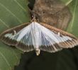 Insectes Du Jardin Unique Pyrale Du Buis — Wikipédia