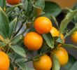 Jardiland Petite foret Best Of Kumquatier Du Japon Rond Jardiland