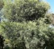 Jardin Botanique Barcelone Unique File Acacia Retinodes Jard­n Botánico De Barcelona