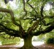 Jardin Botanique Bayeux Frais Jardin Botanique Guinea 2019