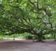 Jardin Botanique Bayeux Génial Me Posing with A Weeping European Beech In Bayeux It is