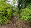 Jardin Botanique Brest Best Of File Zelkova Sicula Cbn Brest 02 Wikimedia Mons