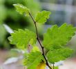 Jardin Botanique Brest Best Of File Zelkova Sicula Cbn Brest 04 Wikimedia Mons