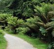 Jardin Botanique Brest Charmant File Dicksonia Antarctica at Conservatoire Botanique