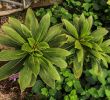 Jardin Botanique Brest Nouveau File Cylindrocline Lorencei Cnb Brest 11 Wikimedia Mons