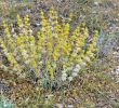 Jardin Botanique De Brooklyn Best Of Jerusalem Sage Media Encyclopedia Of Life