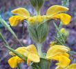 Jardin Botanique De Brooklyn Nouveau Jerusalem Sage Media Encyclopedia Of Life