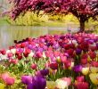 Jardin Botanique De tours Frais Chicago Botanic Garden with 27 Spectacular Gardens On 385