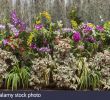 Jardin Botanique Kandy Beau Flower Garden Peradeniya Kandy Stock S & Flower Garden