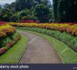 Jardin Botanique Kandy Beau Flower Garden Peradeniya Kandy Stock S & Flower Garden