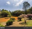 Jardin Botanique Kandy Beau Jardin Botanico Peradeniya