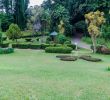 Jardin Botanique Kandy Beau Jardin Botanico Peradeniya