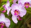 Jardin Botanique Kandy Best Of 100 [ Peradeniya Botanical Gardens ]