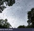 Jardin Botanique Kandy Best Of Indian Flying Fox Sri Lanka Stock S & Indian Flying Fox