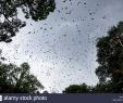 Jardin Botanique Kandy Best Of Indian Flying Fox Sri Lanka Stock S & Indian Flying Fox