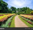 Jardin Botanique Kandy Best Of Jardin Botanico Peradeniya