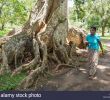 Jardin Botanique Kandy Charmant Contrefort Racines D Amande Java Géant Canarium Indicum Ou