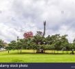 Jardin Botanique Kandy Charmant Flower Garden Peradeniya Kandy Stock S & Flower Garden