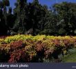 Jardin Botanique Kandy Charmant Flower Garden Peradeniya Kandy Stock S & Flower Garden