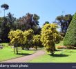 Jardin Botanique Kandy Charmant Flower Garden Peradeniya Kandy Stock S & Flower Garden