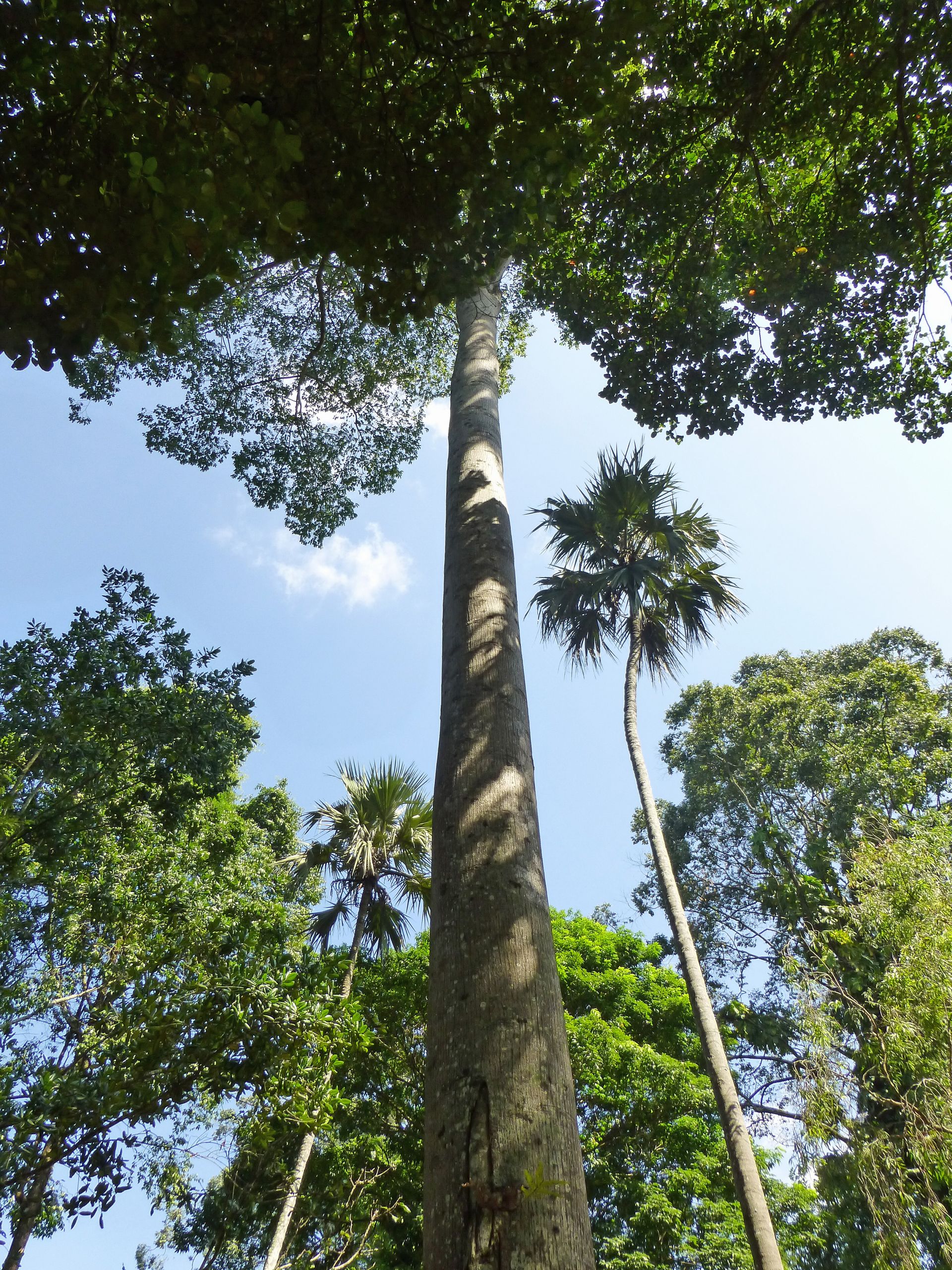 Jardin Botanique Kandy Élégant File Antiaris toxicaria Jardin Botanique De Kandy 2