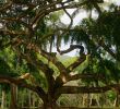 Jardin Botanique Kandy Frais 100 [ Peradeniya Botanical Gardens ]