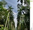 Jardin Botanique Kandy Frais 100 [ Peradeniya Botanical Gardens ]