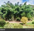 Jardin Botanique Kandy Frais Jardin Botanico Peradeniya