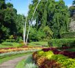 Jardin Botanique Kandy Génial Jardin Botanico Peradeniya