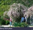 Jardin Botanique Kandy Génial School Botany Stock S & School Botany Stock