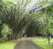 Jardin Botanique Kandy Luxe Jardin Botanico Peradeniya