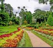 Jardin Botanique Kandy Nouveau Flower Garden Peradeniya Kandy Stock S & Flower Garden