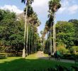 Jardin Botanique Kandy Unique Royal Botanical Gardens Peradeniya 2020 All You Need to