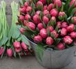 Jardin Botanique Lisbonne Best Of épinglé Par Sue Battagliese Sur Tulips