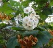 Jardin Botanique Lisbonne Charmant File Lisbon Botanical Garden 10 Dombeya Burgessiae Flowers