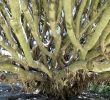 Jardin Botanique Lisbonne Génial File Lisbon Botanical Garden 01 Dracaena Draco Trunk Jpg