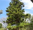 Jardin Botanique Lisbonne Inspirant File Lisbon Botanical Garden 23 Araucaria Cunninghamii Jpg