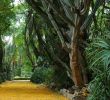 Jardin Botanique Lisbonne Inspirant Lisbon Tropical Botanical Garden