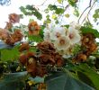 Jardin Botanique Lisbonne Nouveau File Lisbon Botanical Garden Dombeya Burgessiae Flowers Jpg