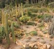 Jardin Botanique Marimurtra Best Of File Blanes Jardi Botanic Marimurtra Cactus Garden