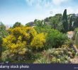 Jardin Botanique Marimurtra Frais Jardi Botanic Stock S & Jardi Botanic Stock Alamy