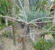 Jardin Botanique Nantes Charmant File Alluaudia Humbertii Jardin Des Plantes De Nantes 5