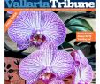 Jardin Botanique St Jean De Luz Best Of Vallarta Tribune issue 1179 November 07 13 2019 by