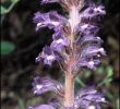 Jardin Botanique Strasbourg Beau Phelipanche Lavandulacea Grupo Botánico Cantábrico