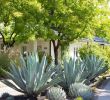 Jardin Californien Frais before & after An Artful Gravel Garden In sonoma